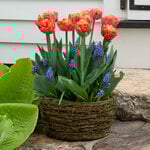  Tulip 'Valdivia' and Muscari, Ready-to-Bloom 