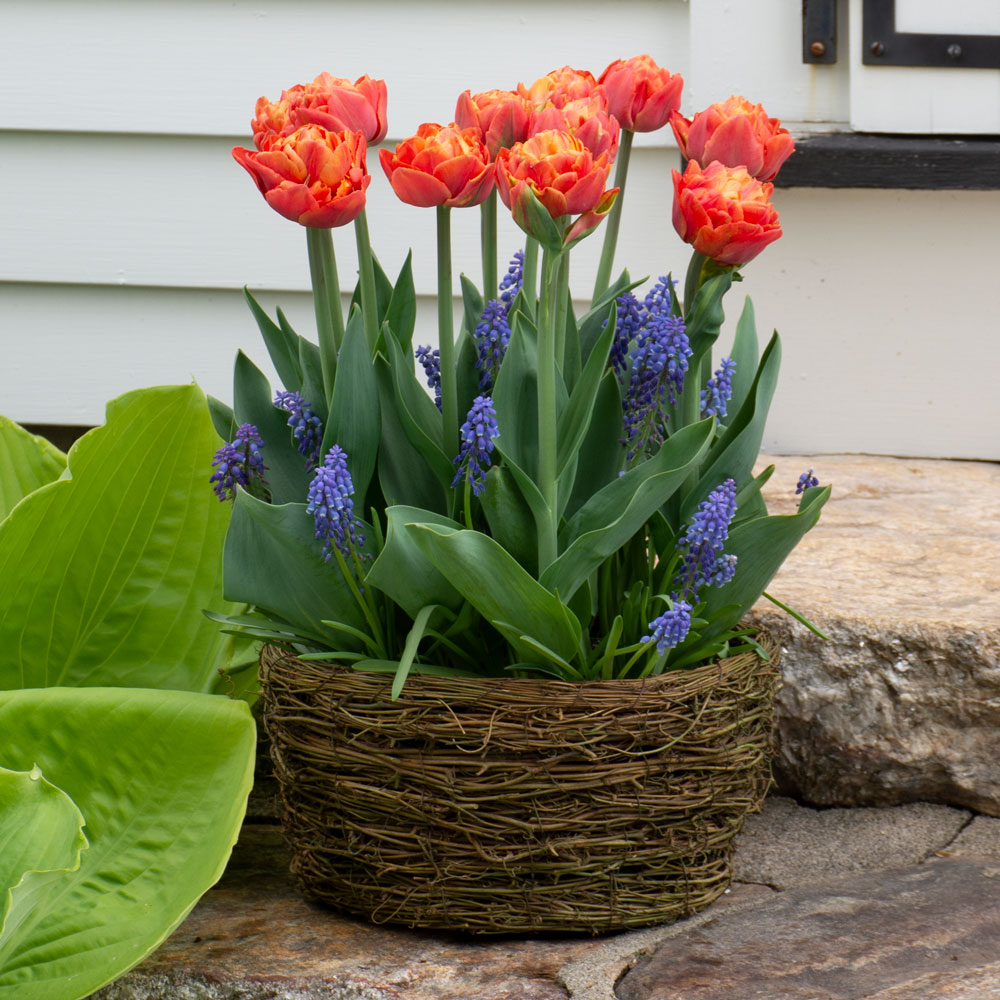 Tulip 'Valdivia' and Muscari, Ready-to-Bloom 