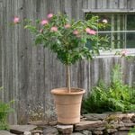  Powder Puff Tree Topiary