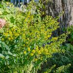  Solidago caesia, tray of 32 plugs