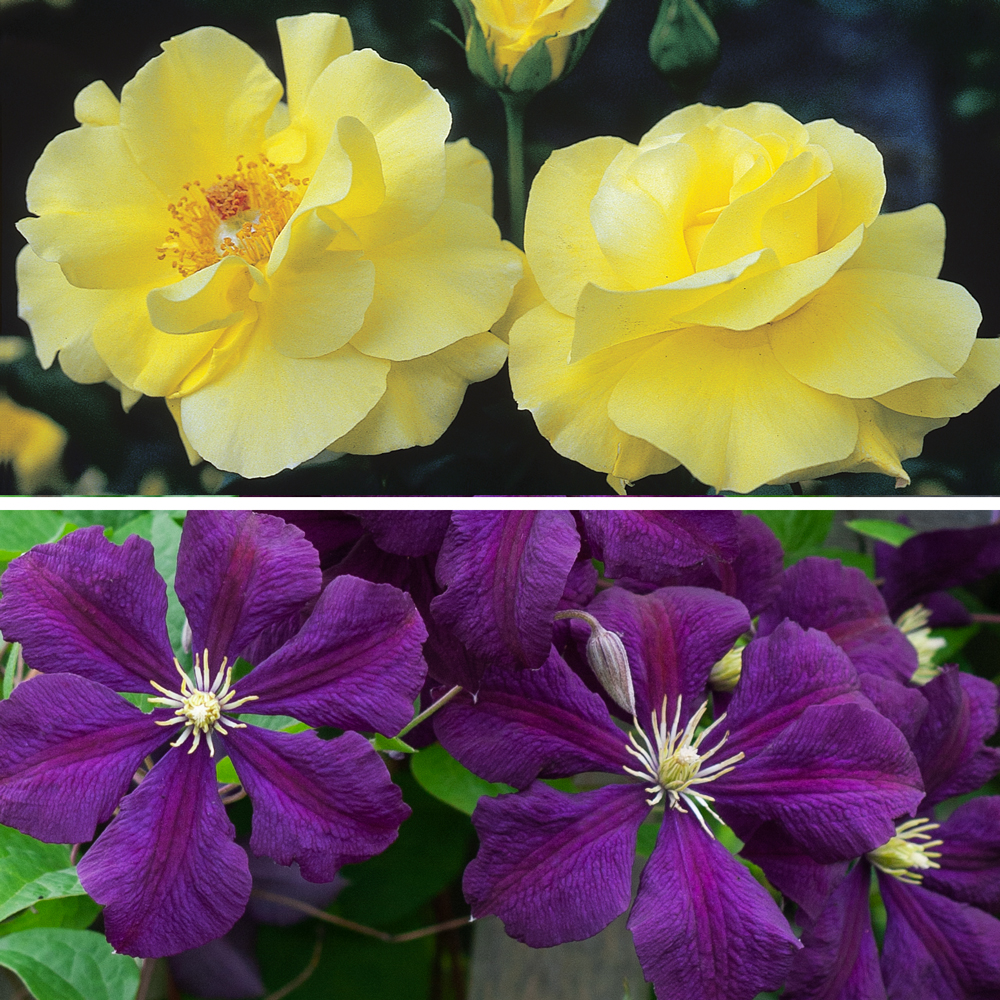 Garnets and Gold Rose & Clematis Collection