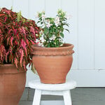 Piecrust Flower Pot Medium