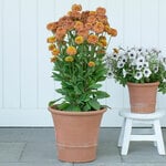 Buxus Pot Medium