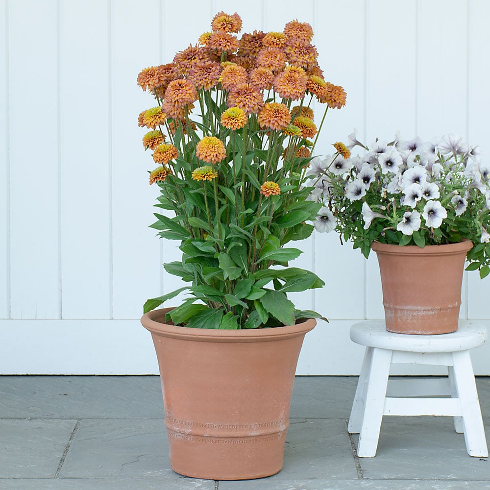Buxus Pot