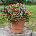 Buxus Pot Large