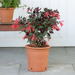 Kitchen Garden Pot Medium