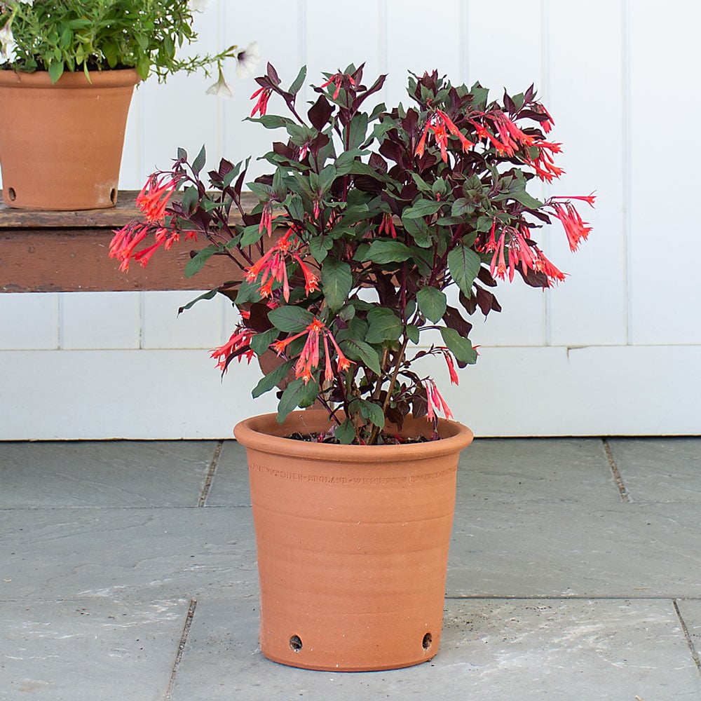 Kitchen Garden Pot