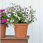 Kitchen Garden Pot Small