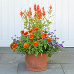 Hosta Pot Large