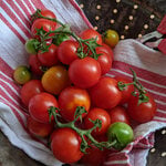  Tomato 'Very Cherry Cascade'