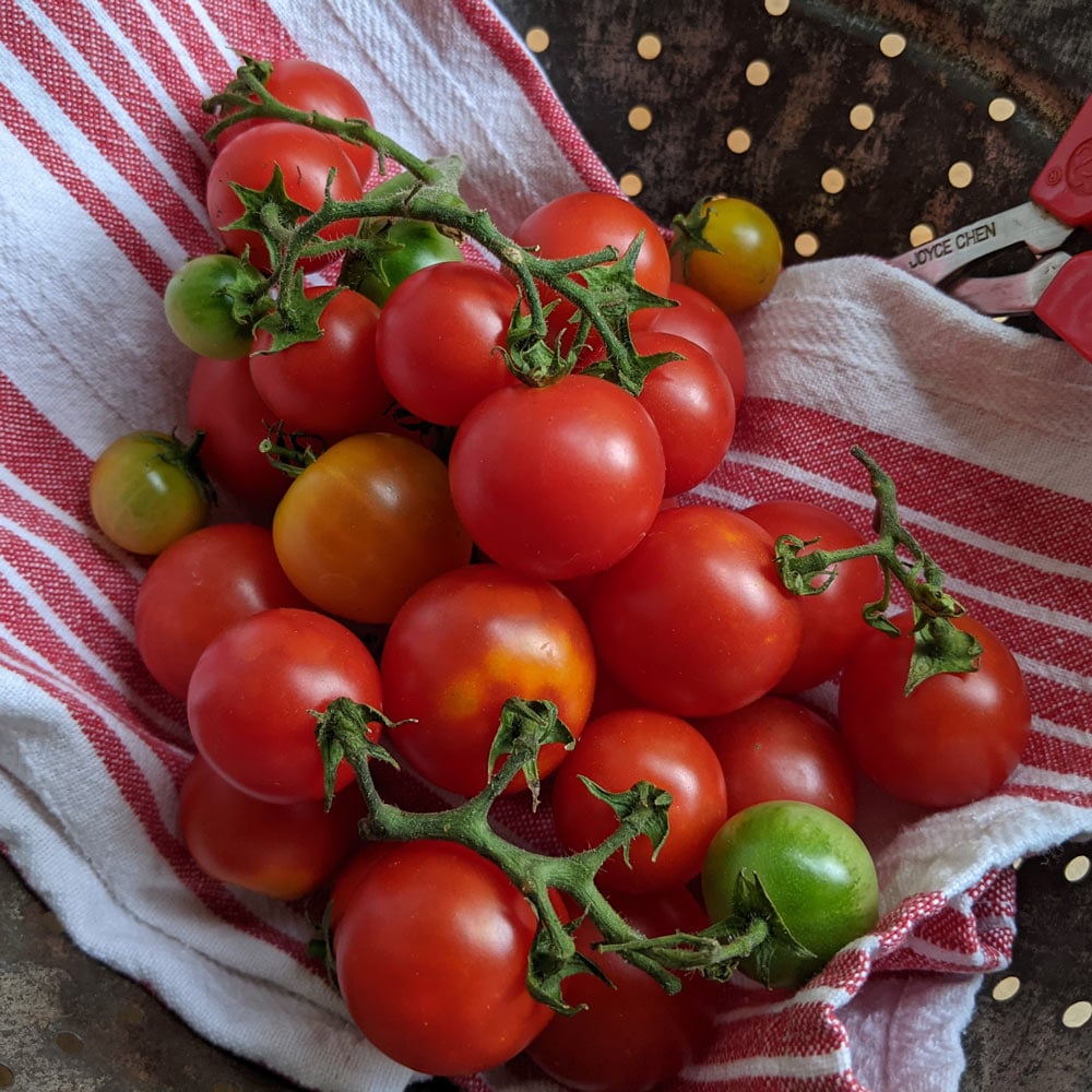 Tomato 'Very Cherry Cascade'