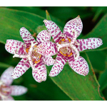  Tricyrtis hirta Miyazaki Hybrids
