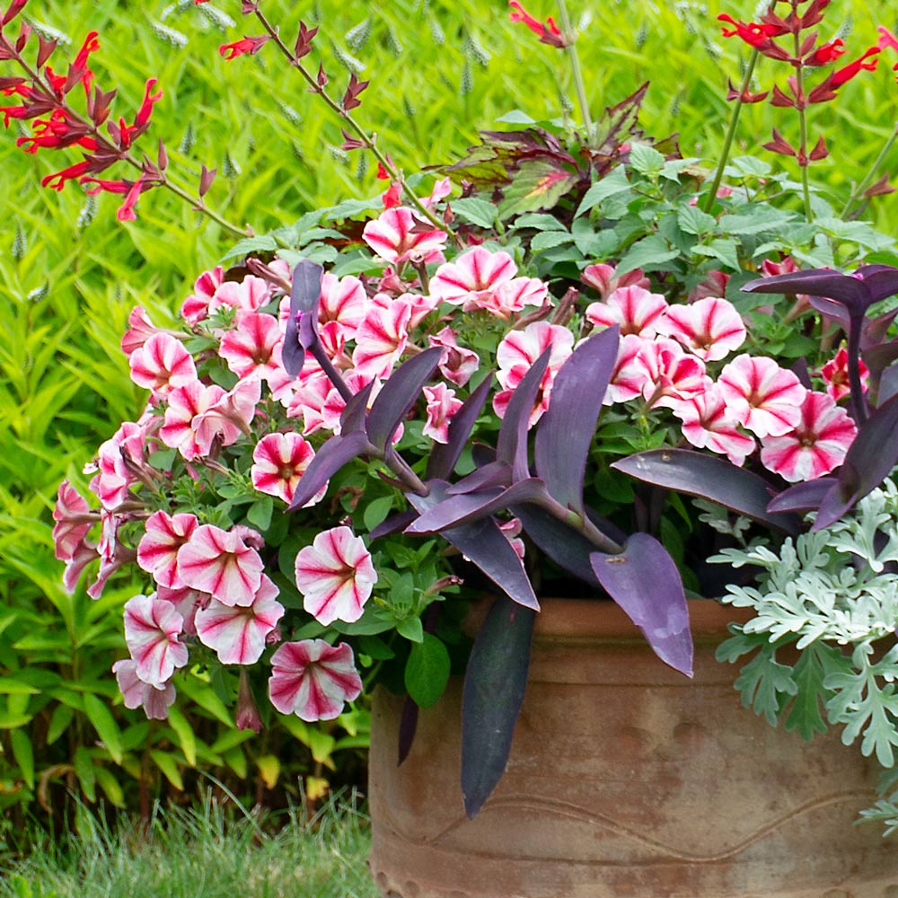 Petunia Crazytunia® Secred Star | White Flower Farm