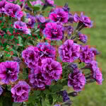  Petunia Veranda™ Compact Double Sugar Plum