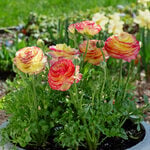  Ranunculus asiaticus Maché™ Lemon Rose Bicolor Mix