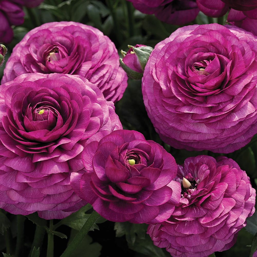 Ranunculus asiaticus Maché™ Purple
