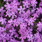  Phlox Spring Splash™ Lilac