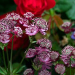 Astrantia major 'Claret'