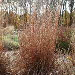 Heat & Drought-Tolerant Plants