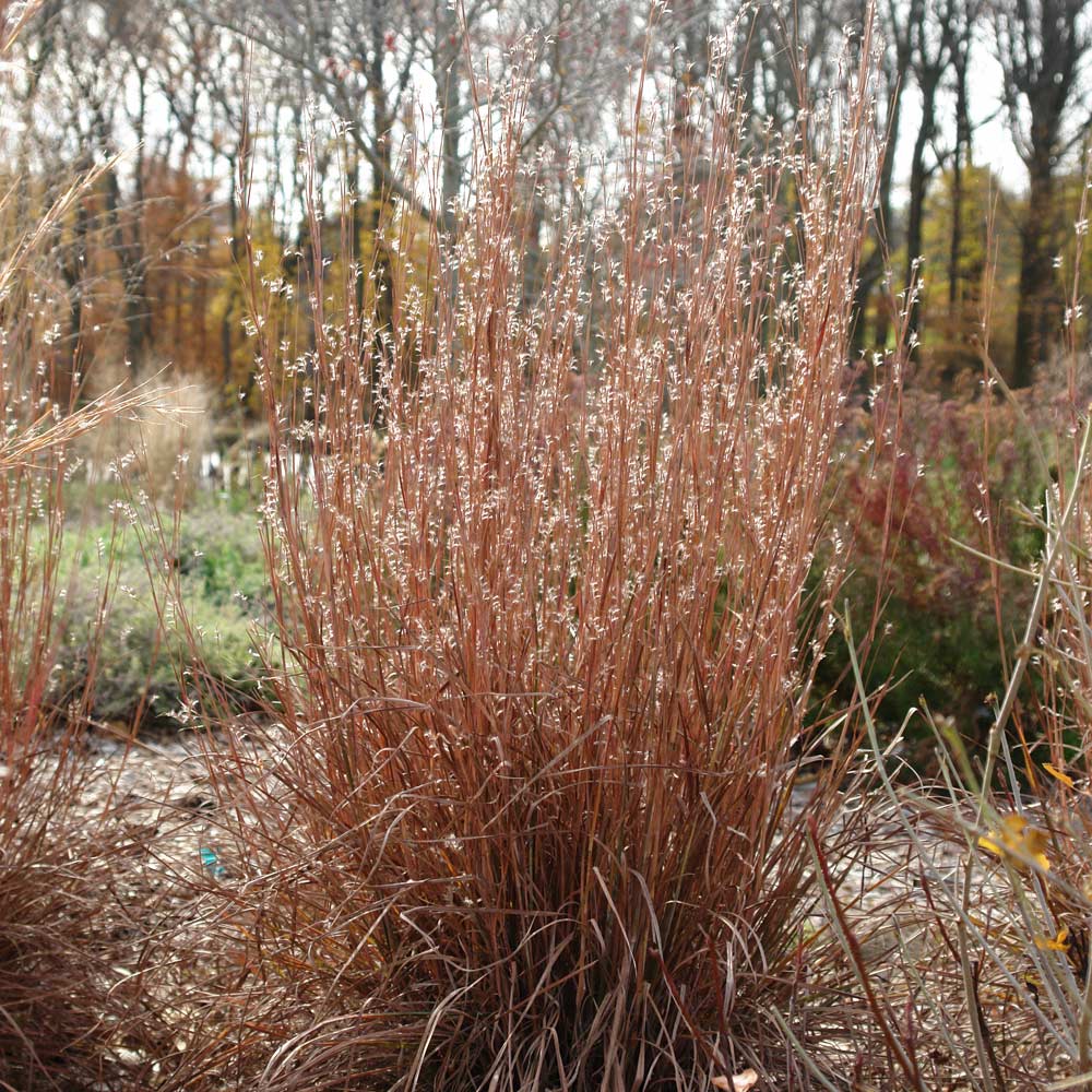 Heat & Drought-Tolerant Plants