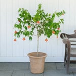  Abutilon Topiary