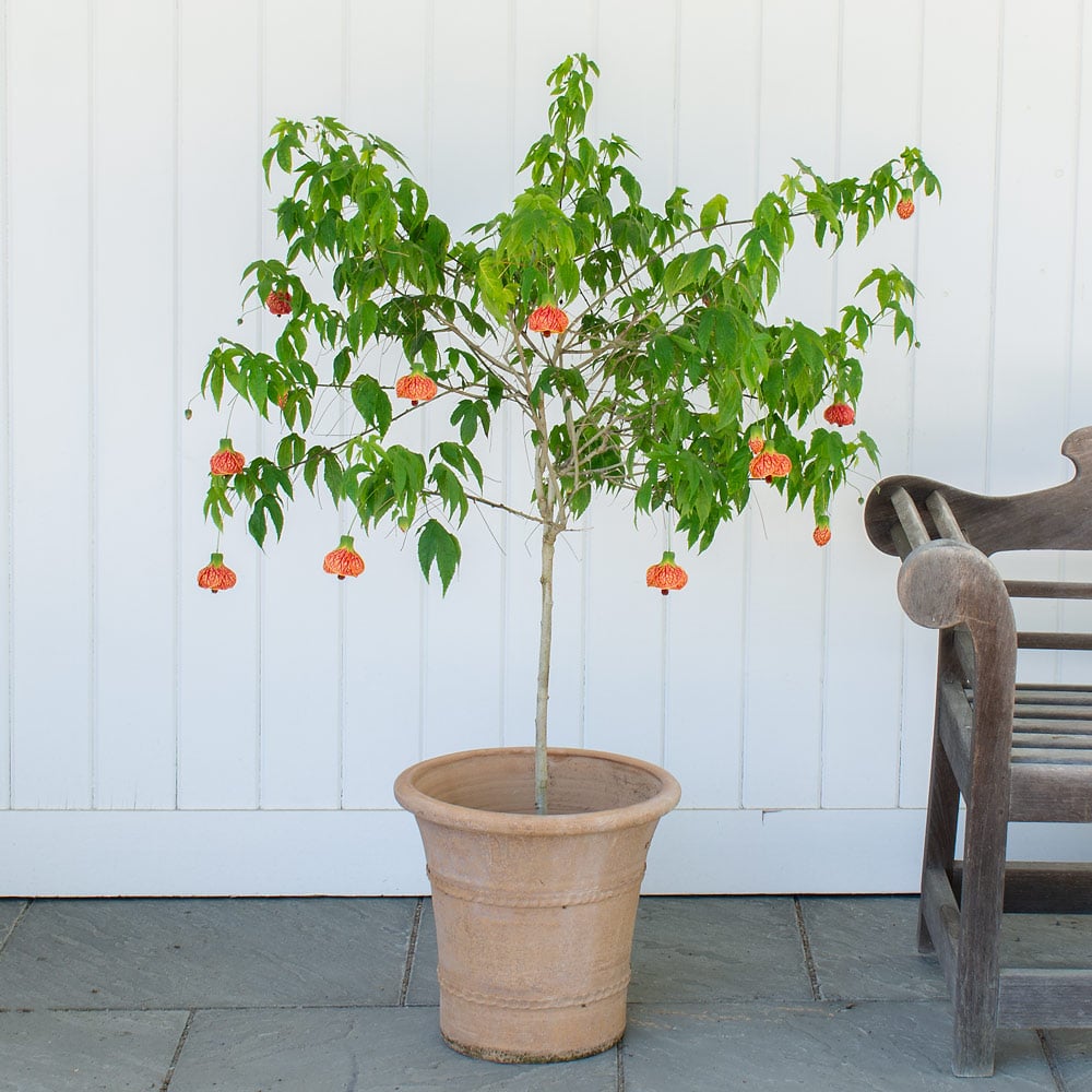 Abutilon Topiary