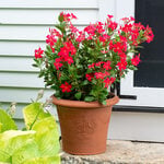  Mandevilla Sun Parasol® FiredUp™ Coral