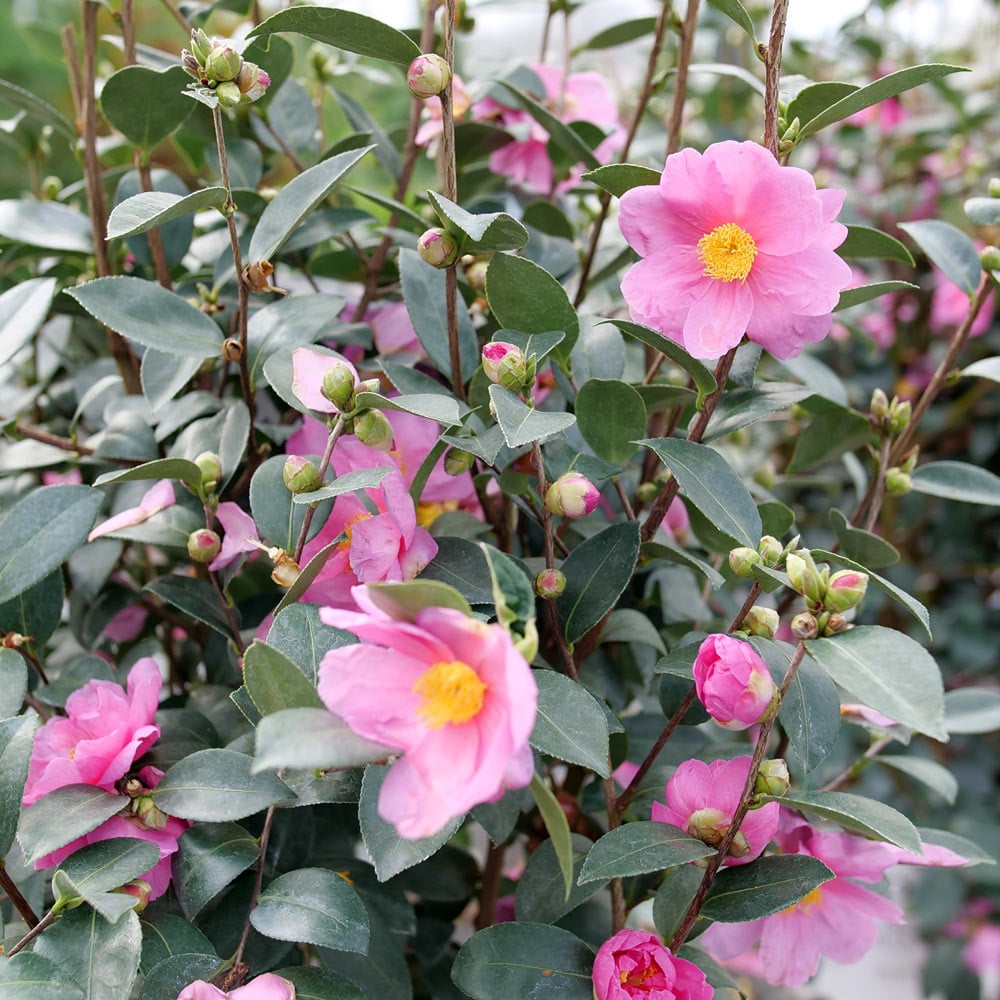 Camellia x Just Chill® Double Mauve | White Flower Farm