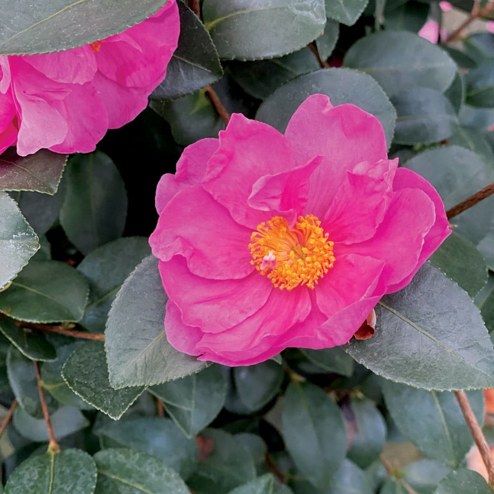 Camellia x Just Chill® Double Mauve | White Flower Farm