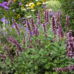 Deer-Resistant Plants & Bulbs