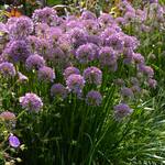  Allium 'Millenium'