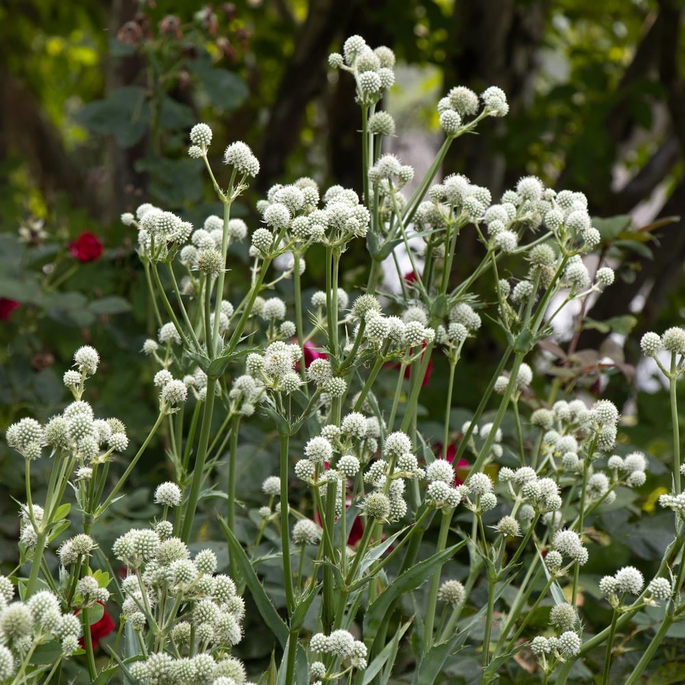 eRiNGo　0830 Eryngium yuccifolium | White Flower Farm