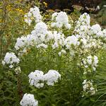  Phlox paniculata 'David'