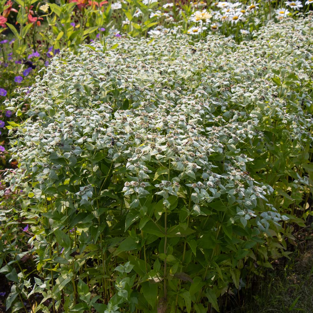 Pycnanthemum muticum | White Flower Farm