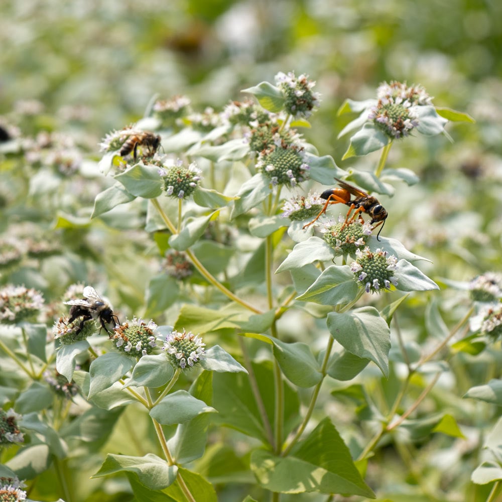 Pycnanthemum muticum | White Flower Farm