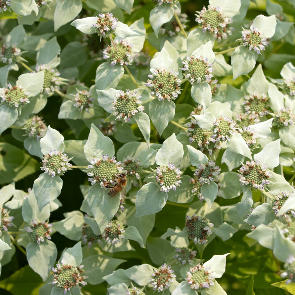 Pycnanthemum muticum