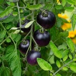  Tomato Indigo™ 'Cherry Drops'