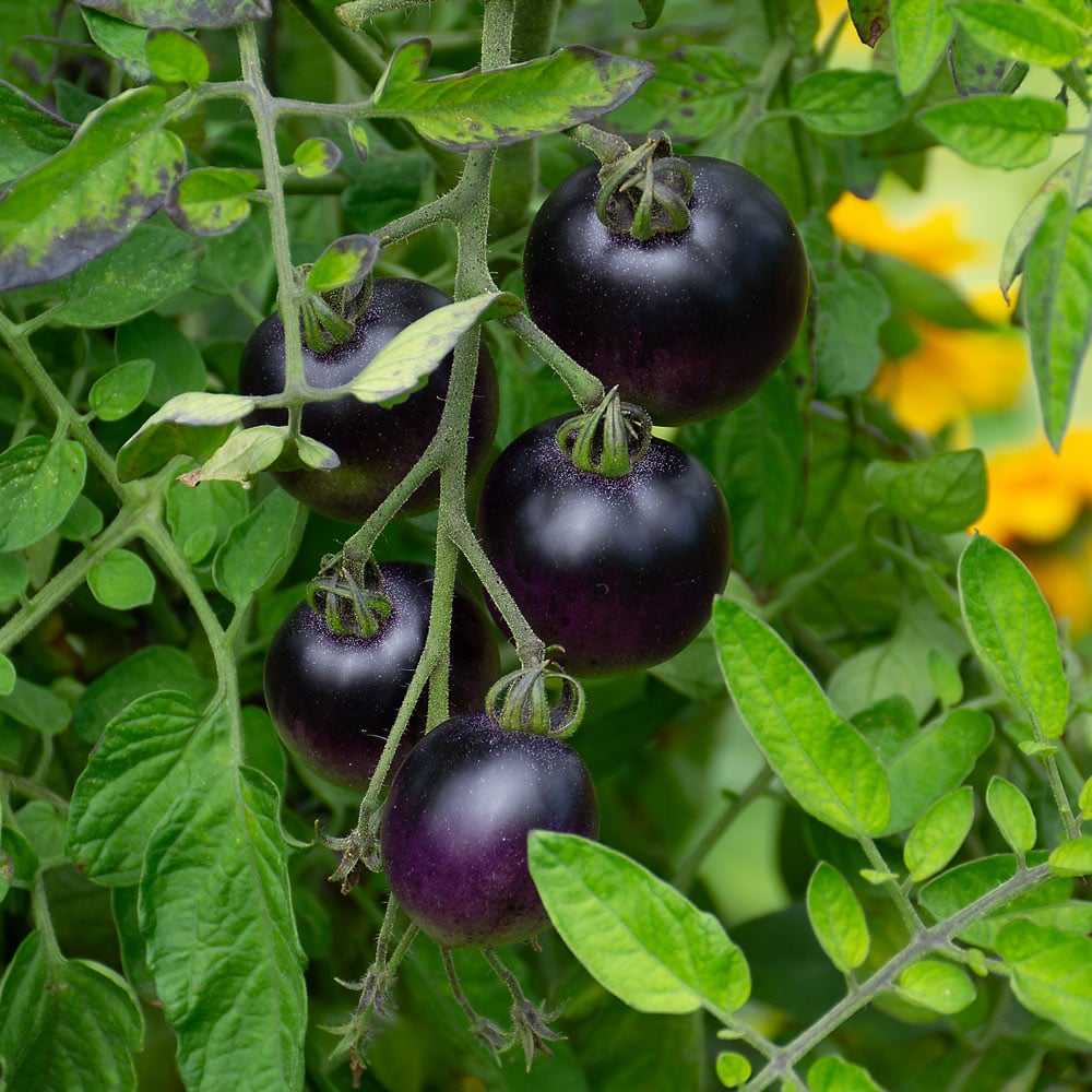 Tomato Indigo™ 'Cherry Drops'
