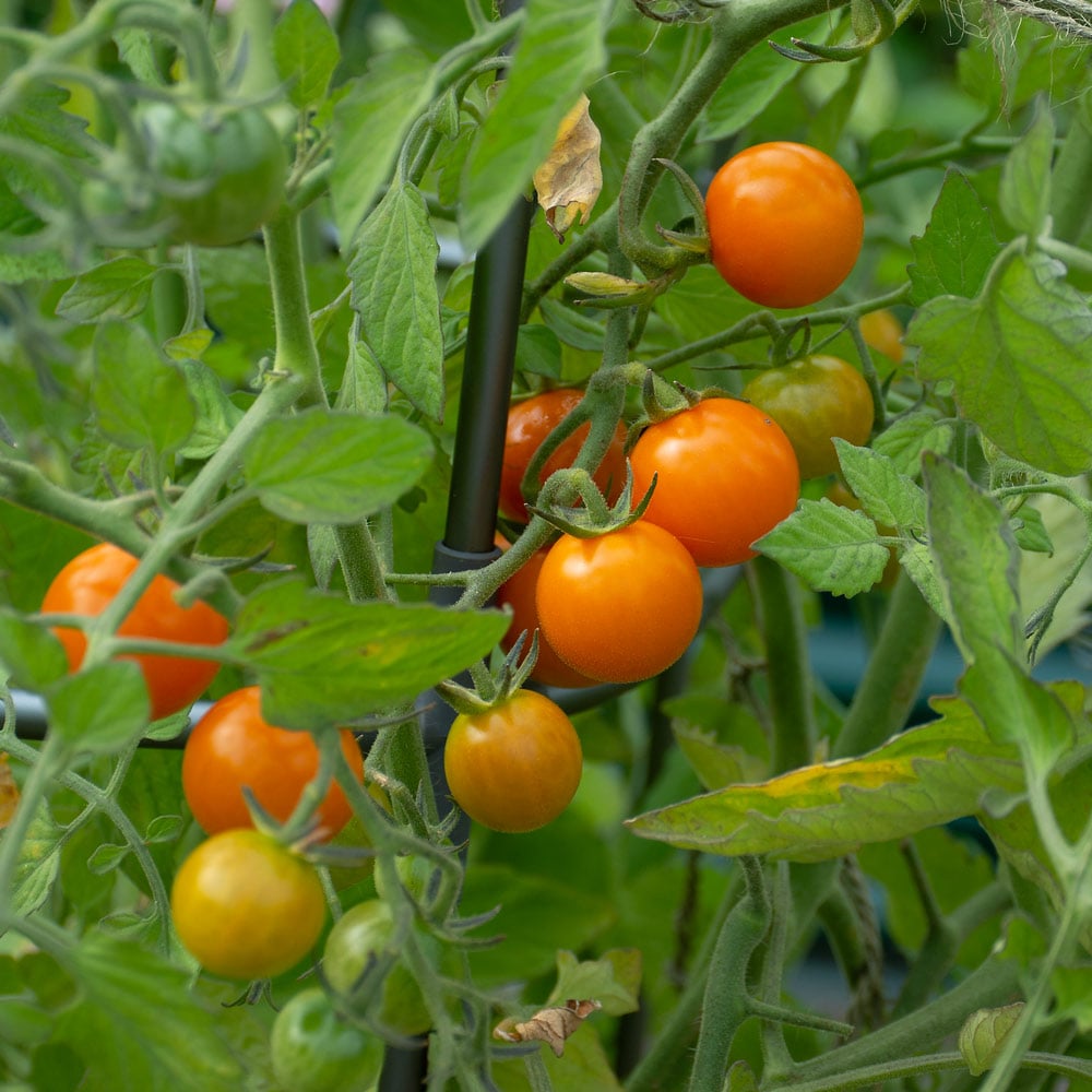 Tomato Seeds - Large Red Cherry Tomato Seeds | Heirloom, Indeterminate,  High Yield, image size:1000x1000