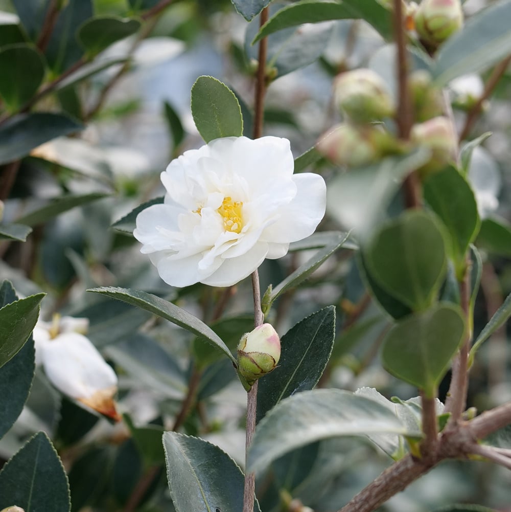 Camellia x Just Chill® Double White