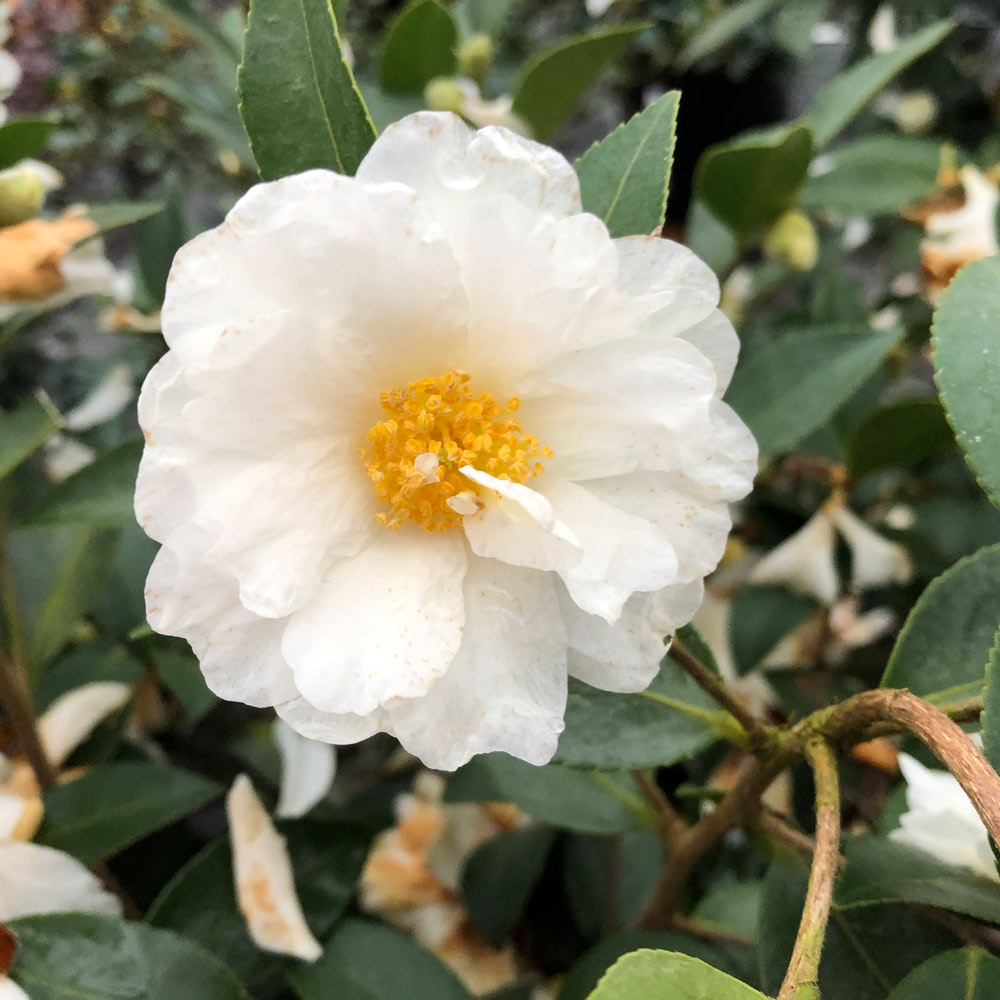 アリス×メリーゴーランド　ホワイト Camellia x Just Chill® Double White | White Flower Farm
