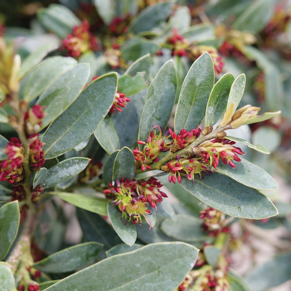 Distylium buxifolium Buckhead™ Bold