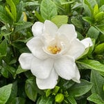  Gardenia  jasminoides Pillow Talk®