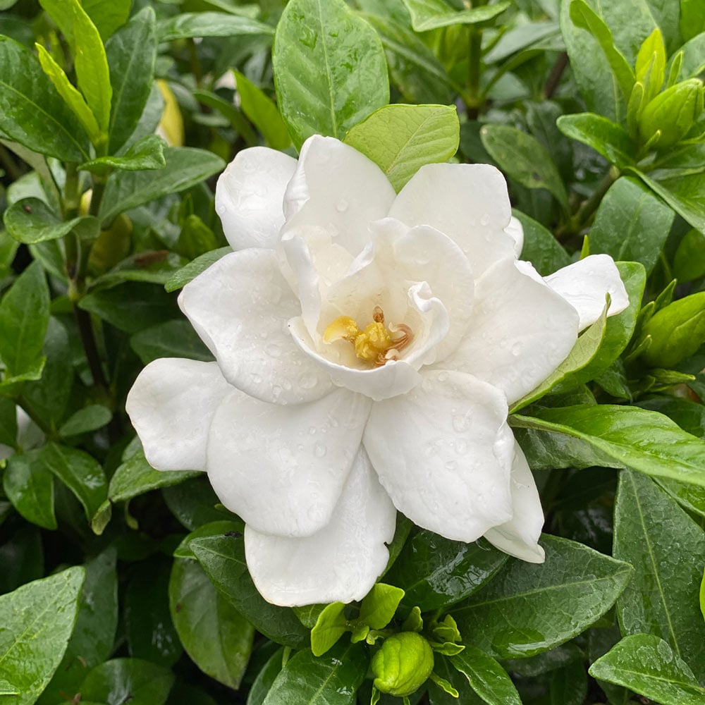 Gardenia  jasminoides Pillow Talk®