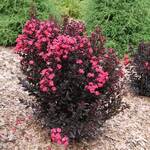  Lagerstroemia indica Center Stage™ Pink