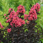  Lagerstroemia indica Center Stage™ Coral