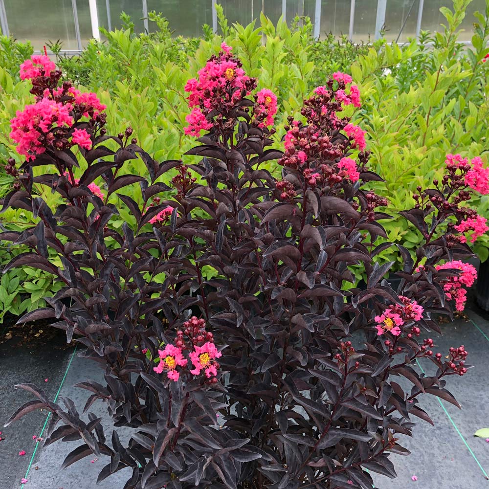 Lagerstroemia indica Center Stage Coral | White Flower Farm
