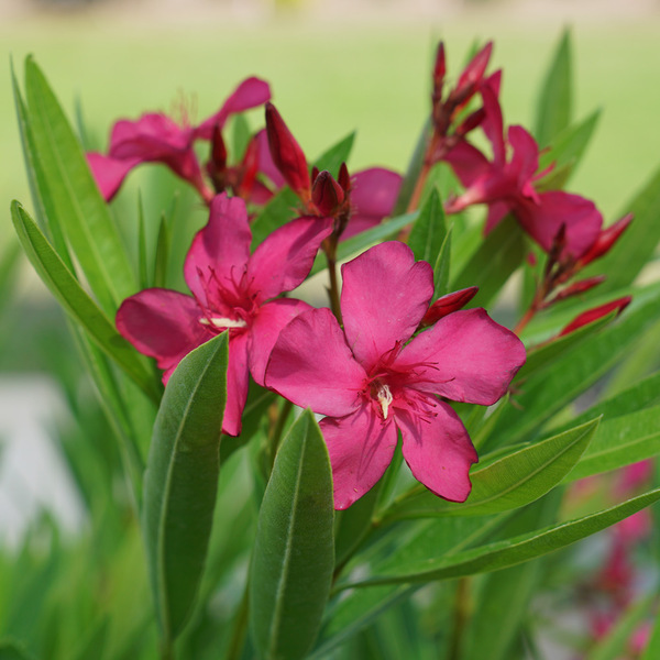 Austin Pretty Limits Oleander