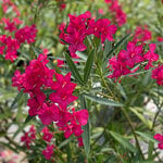  Nerium oleander Austin Pretty Limits®
