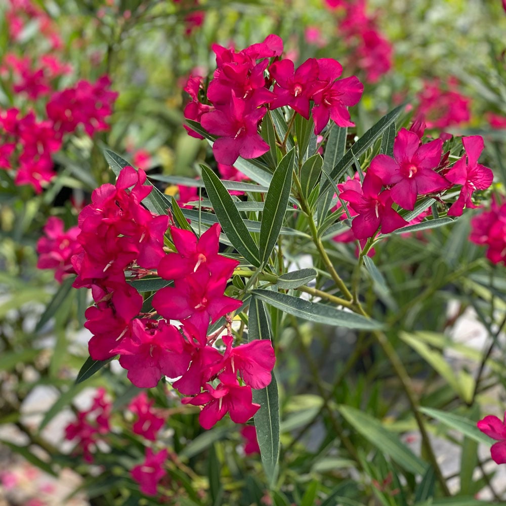 Nerium oleander Austin Pretty Limits®